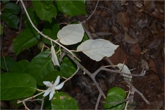 Pterospermum canescens